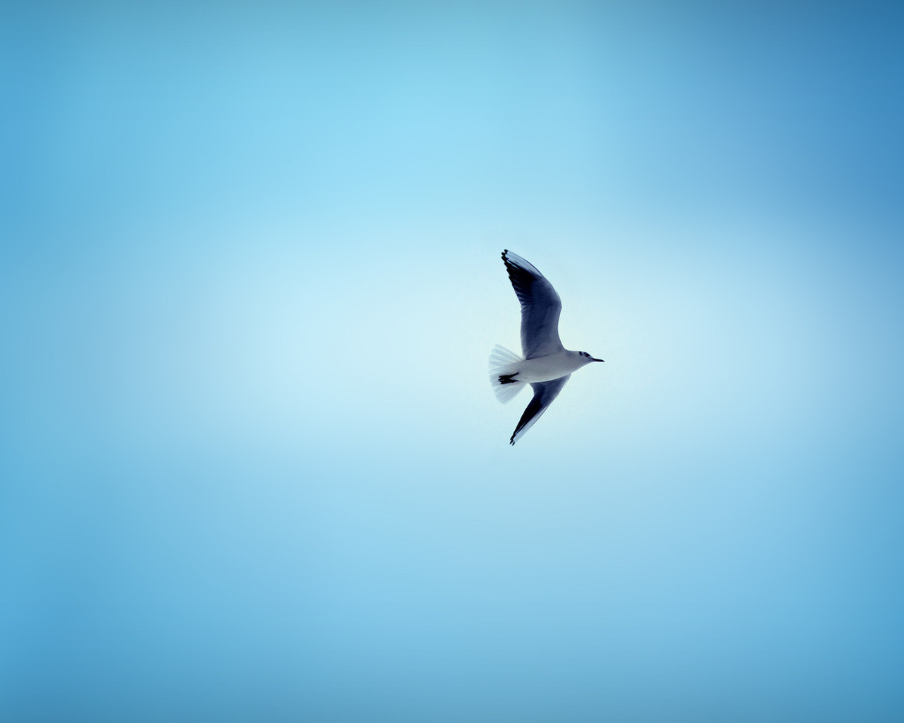 Чайка в небе