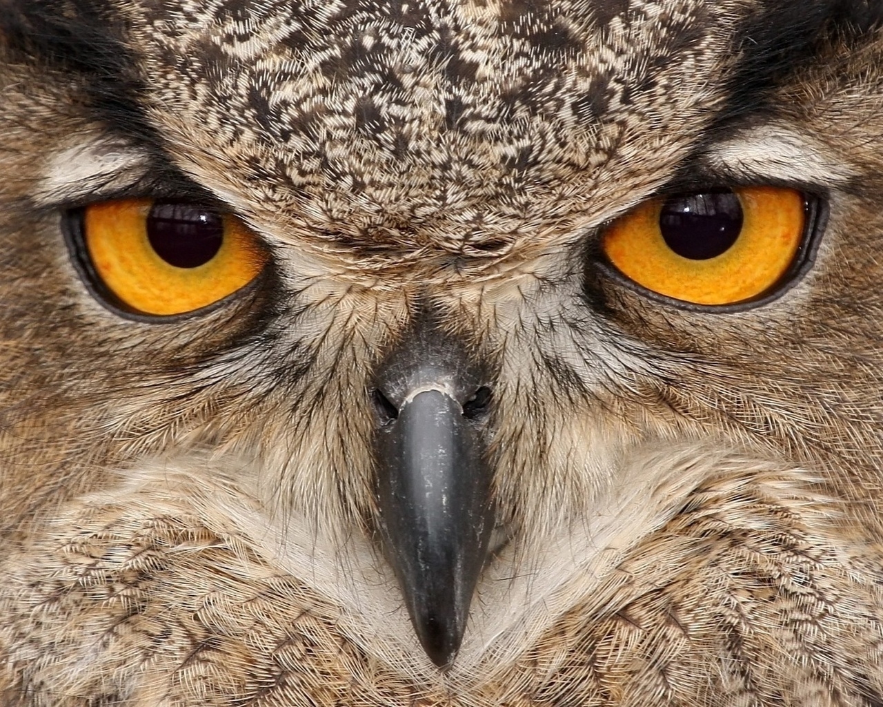 Взгляд хищника