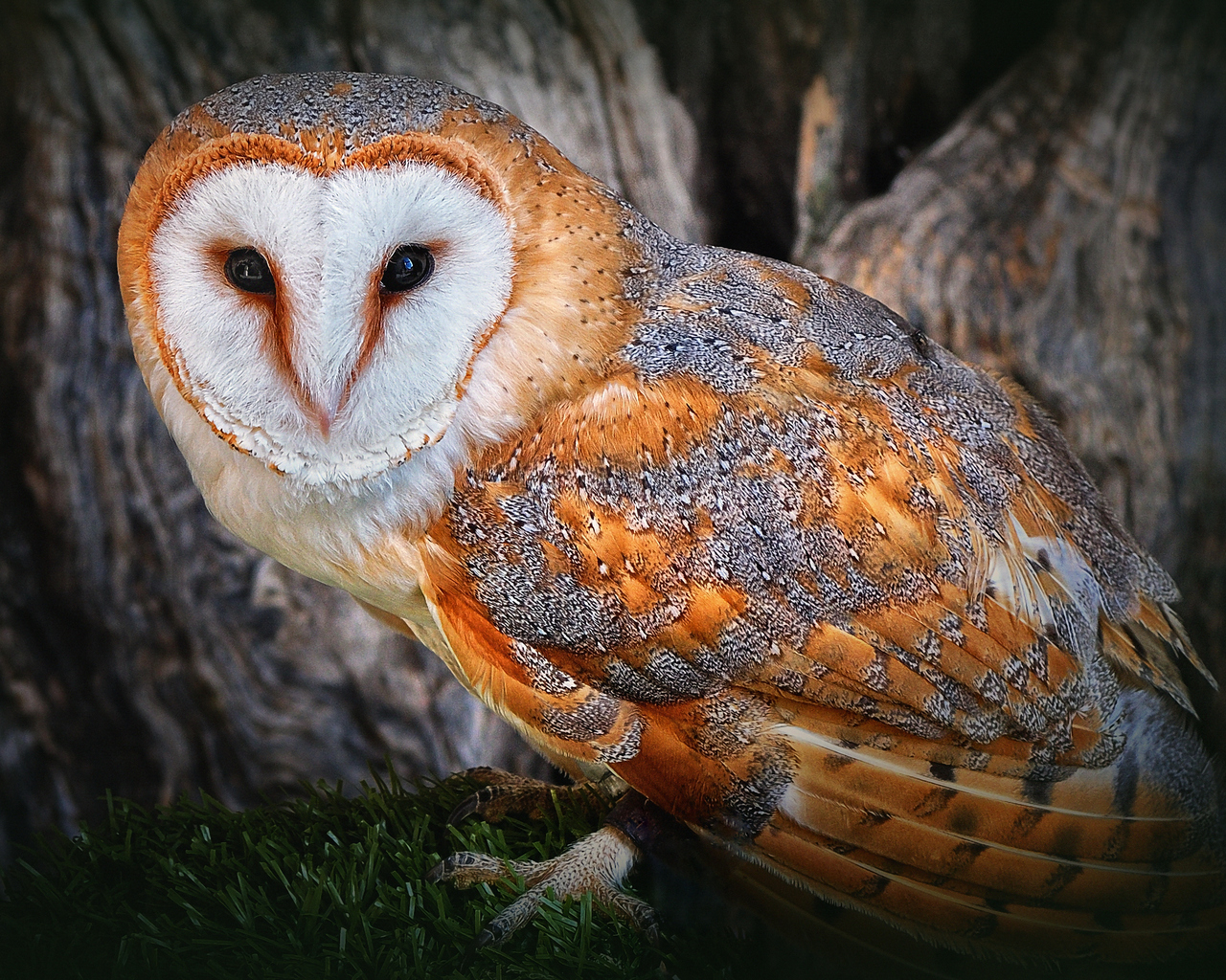 Полярная сова