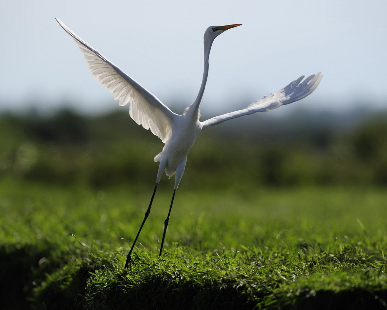 Взлетающая цапля