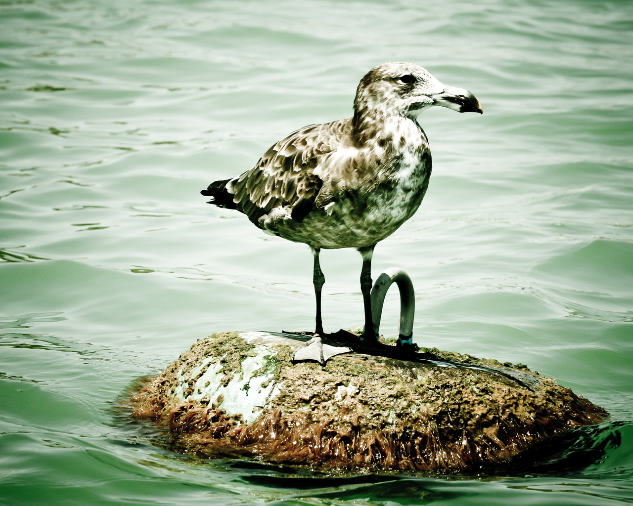 Пятнистая чайка