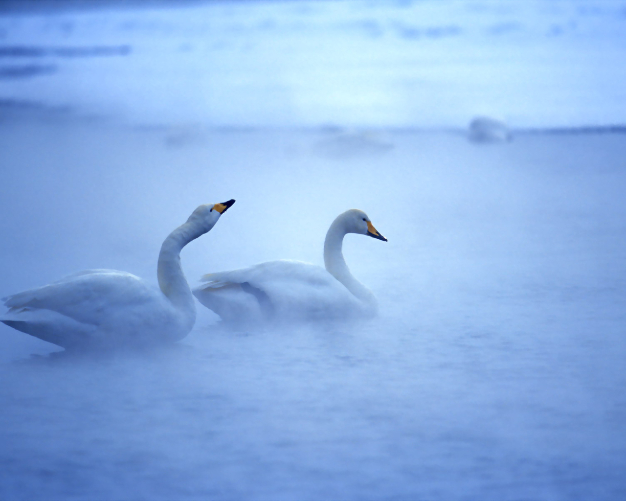 Лебединая пара