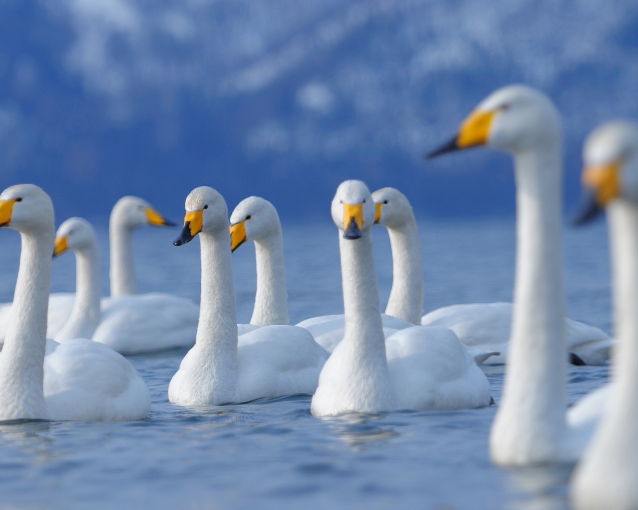 Лебеди на озере