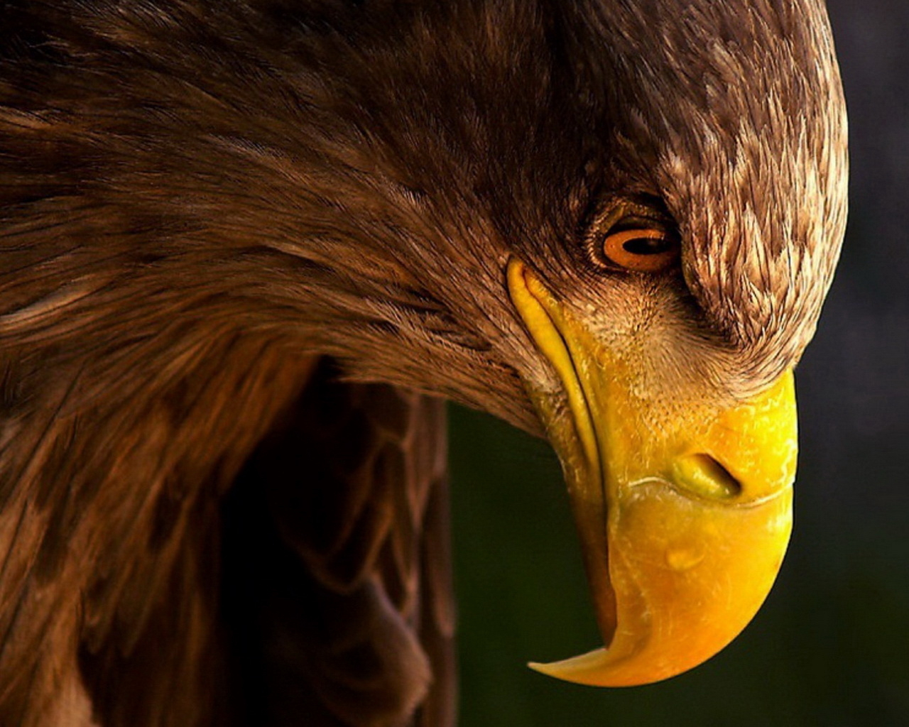 Грозный орел