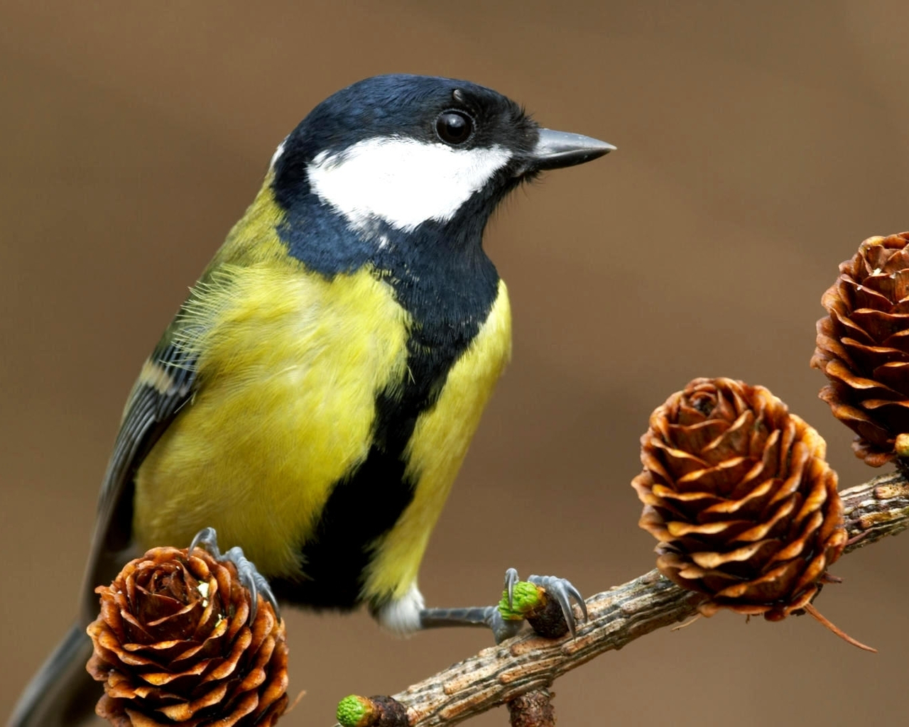 Синица на ветке