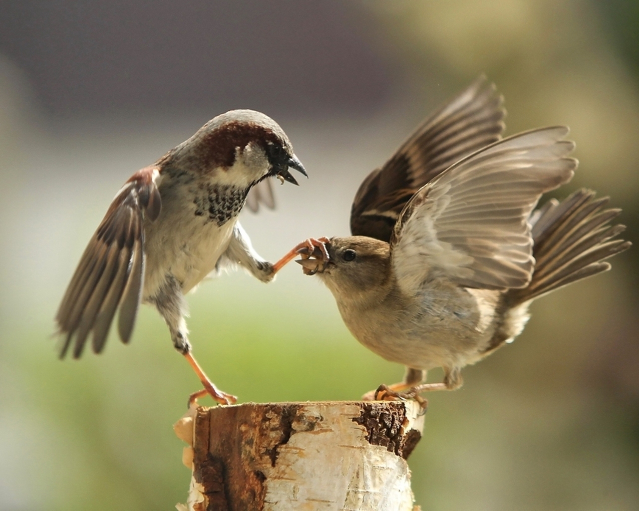 Два воробья