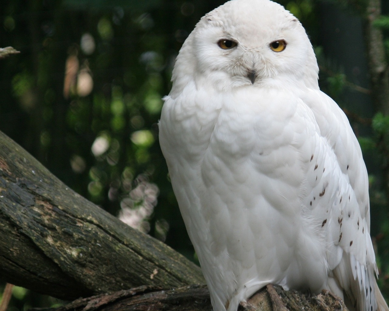 Белая сова на ветке