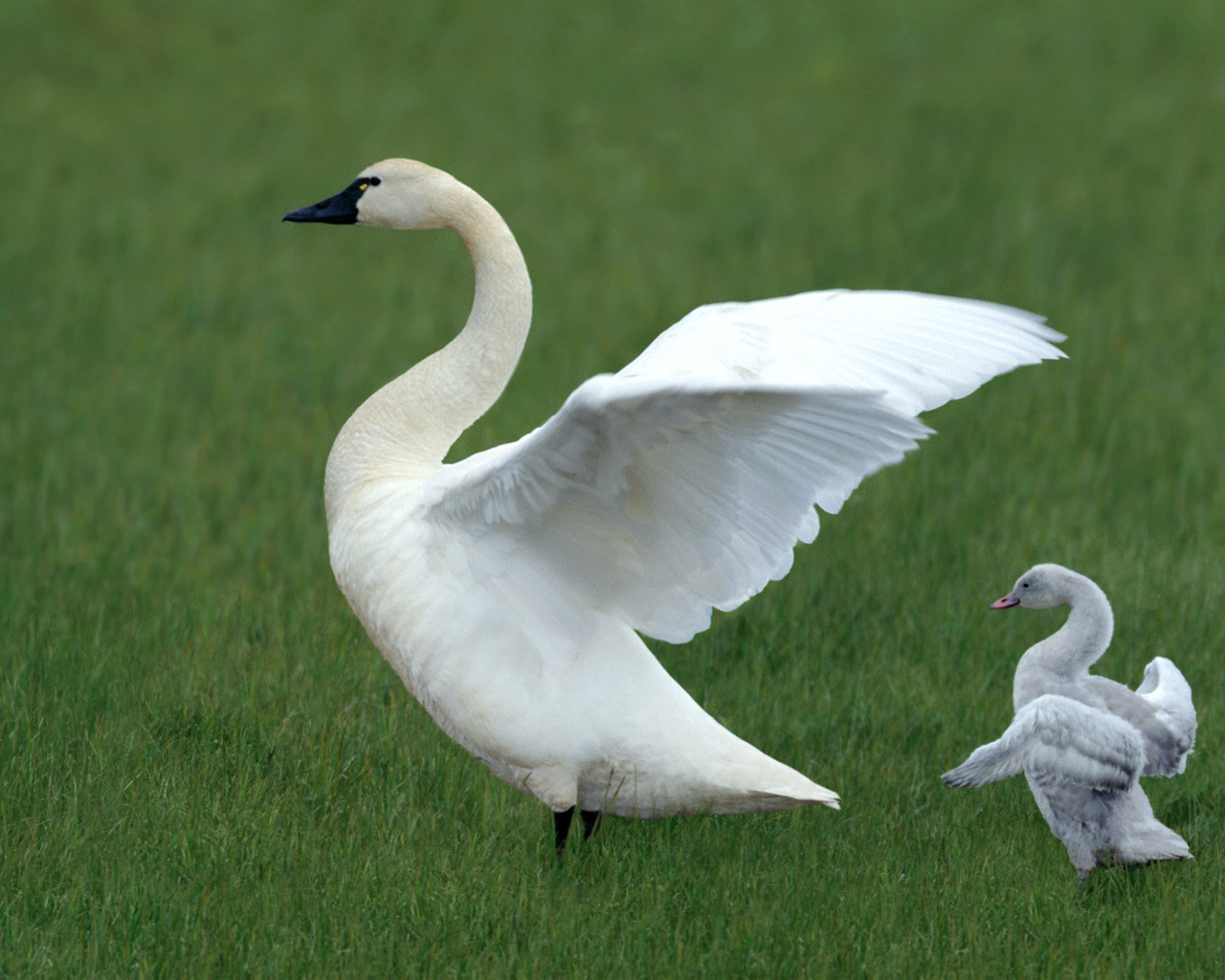 Белый лебедь и утенок