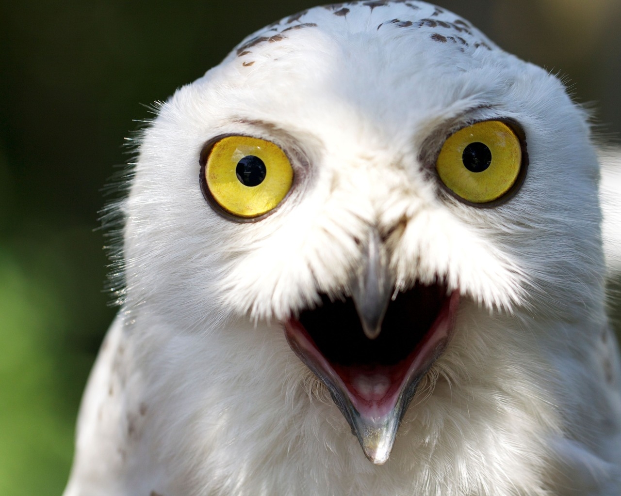 Белый филин