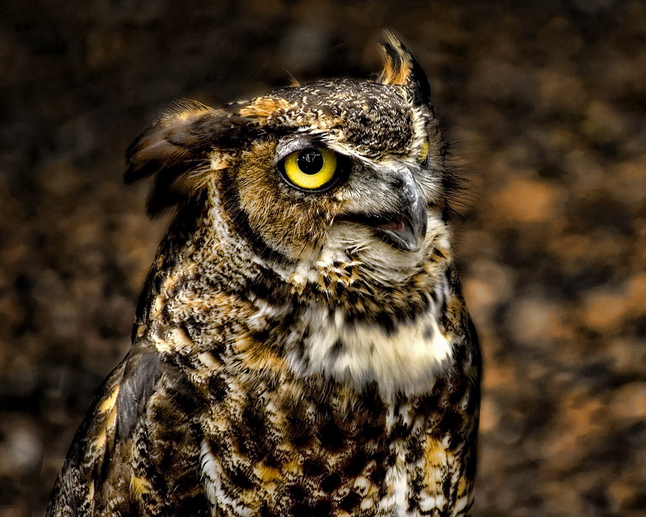 глазастый филин