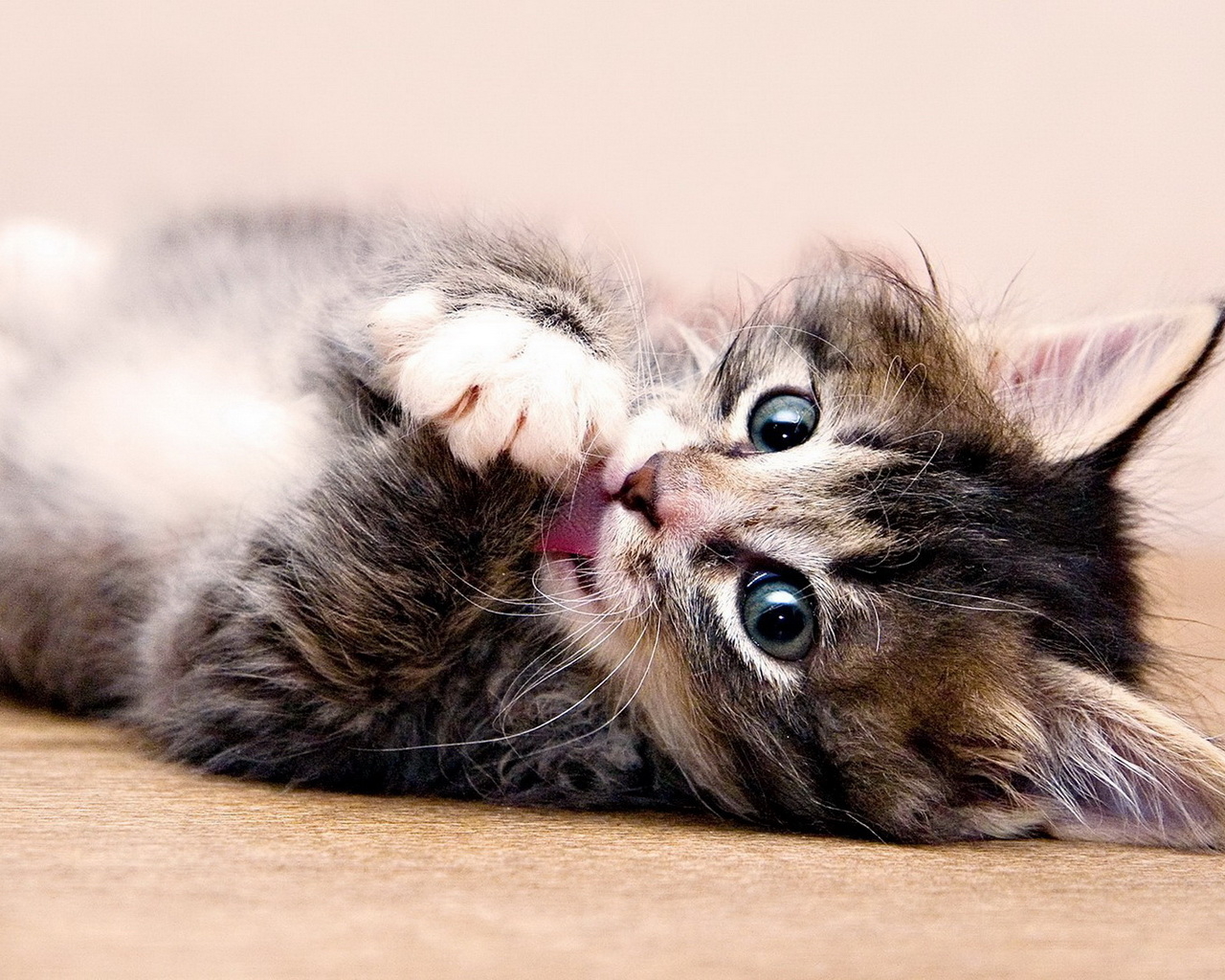 Красивый котенок