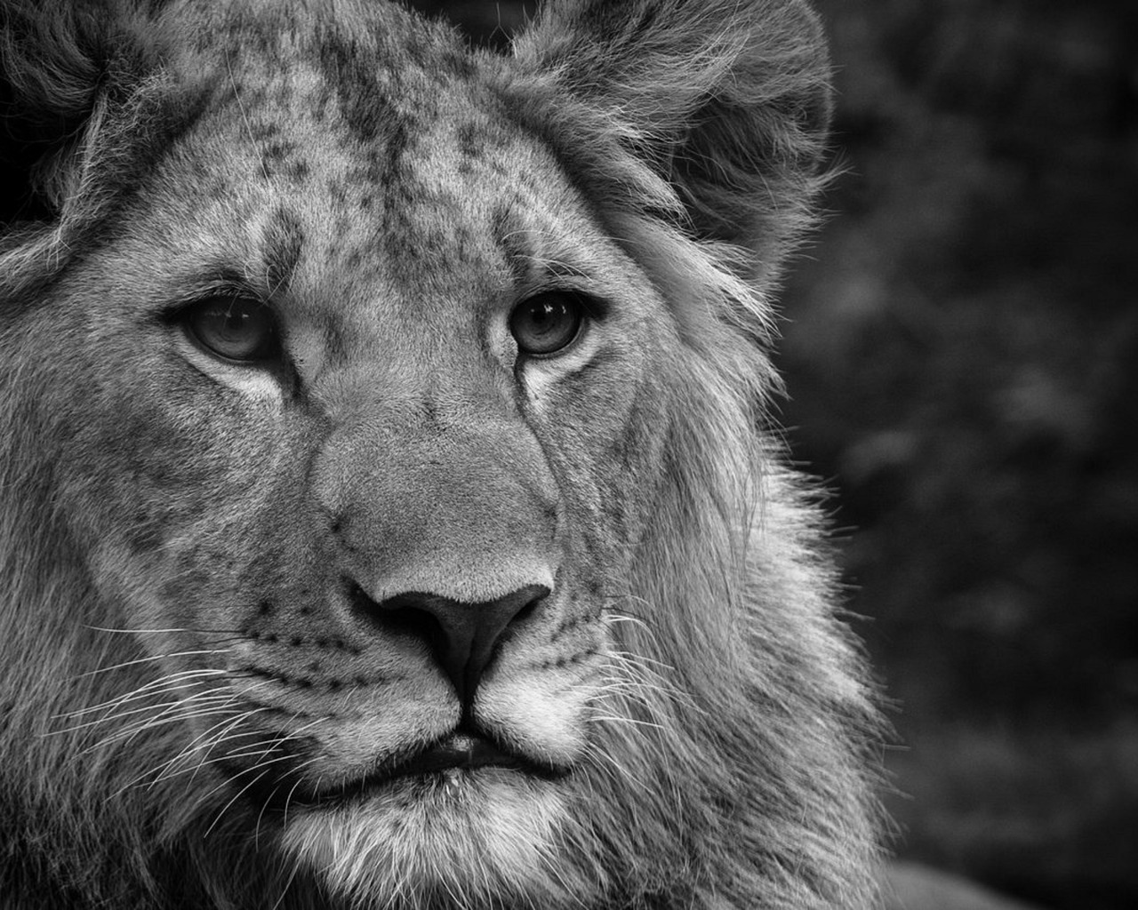 Черно-белый лев