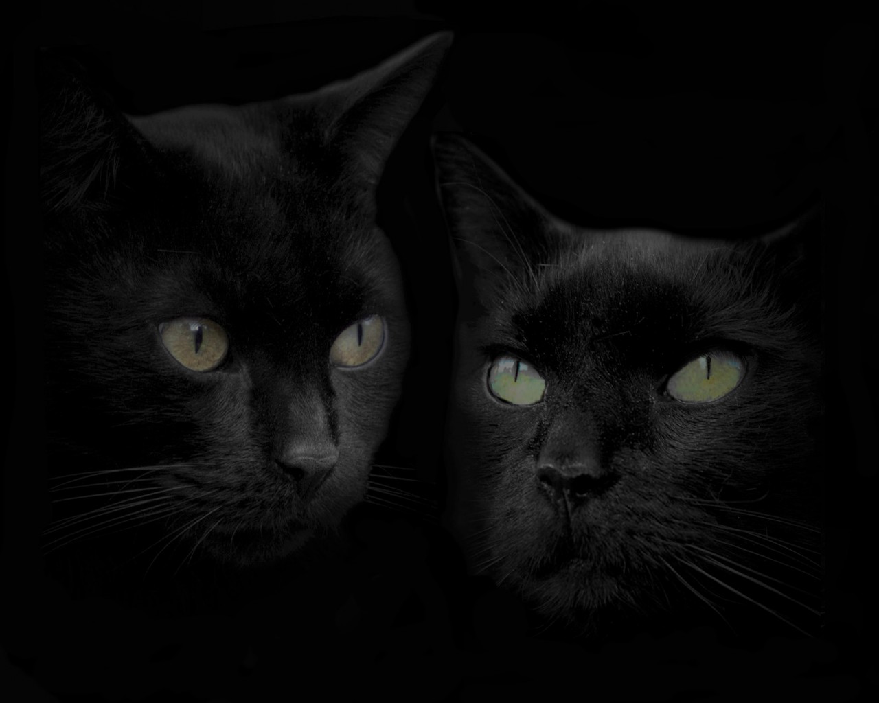 Черные кошка и кот