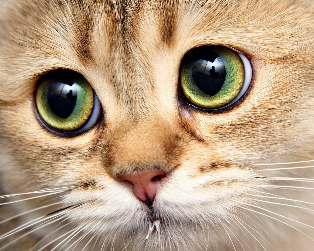 Кошачья морда