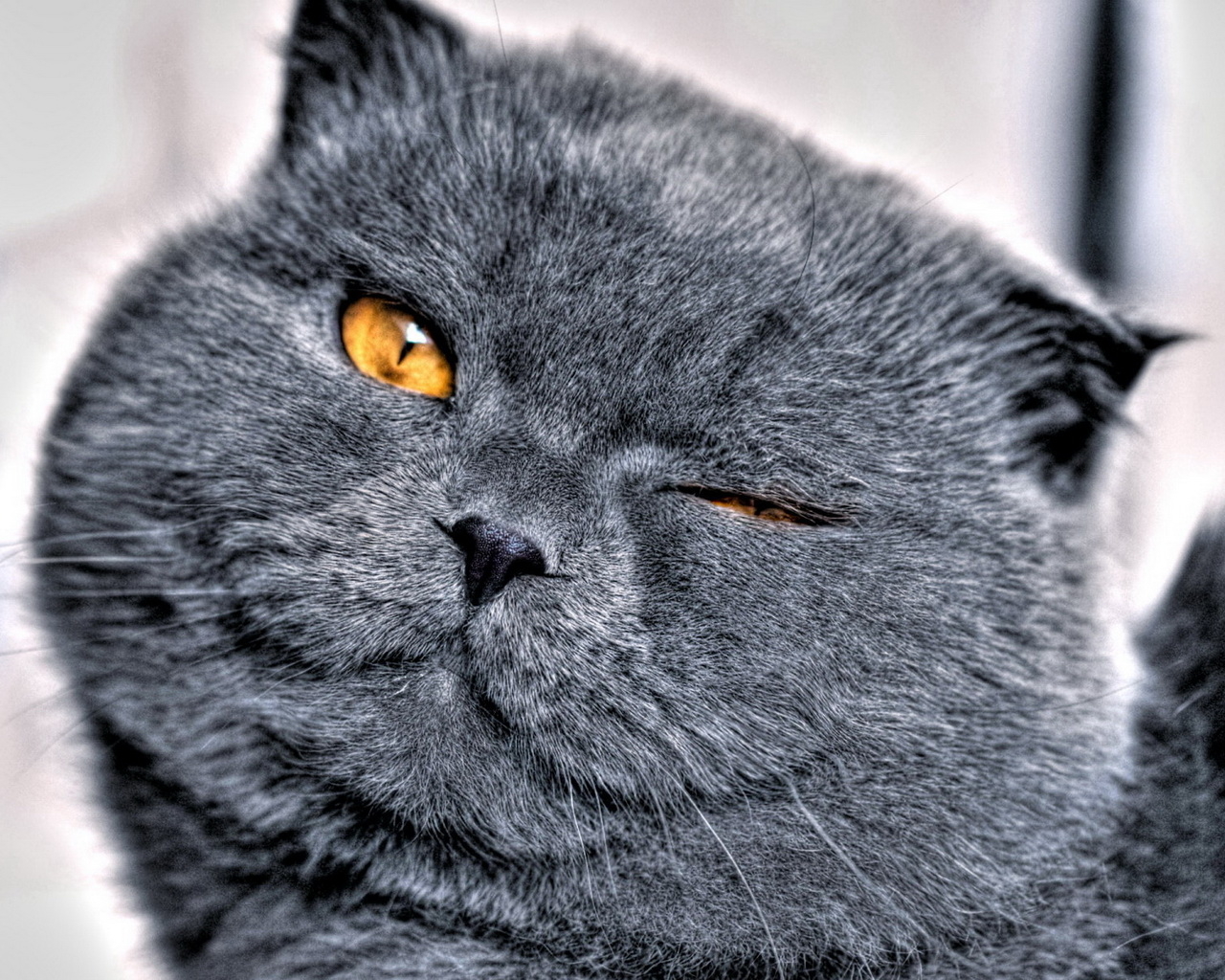 Кошачья мордашка