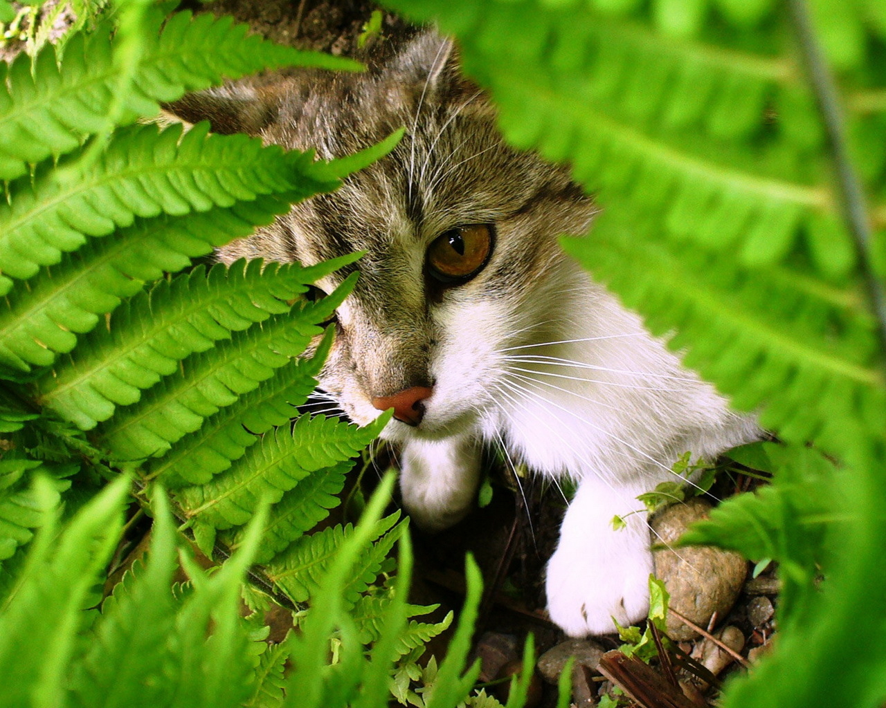 Кошка среди листьев