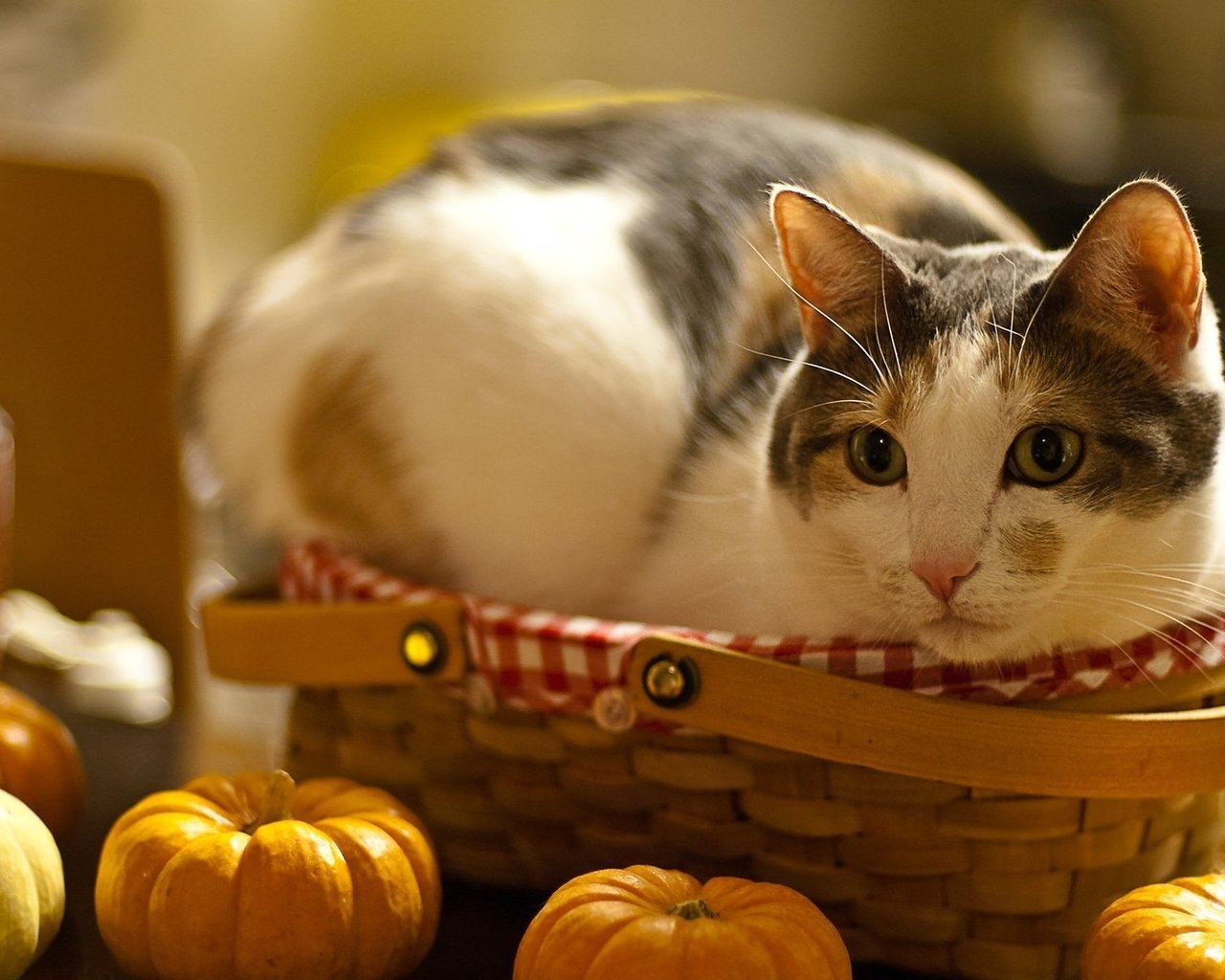 Кошка и корзинка