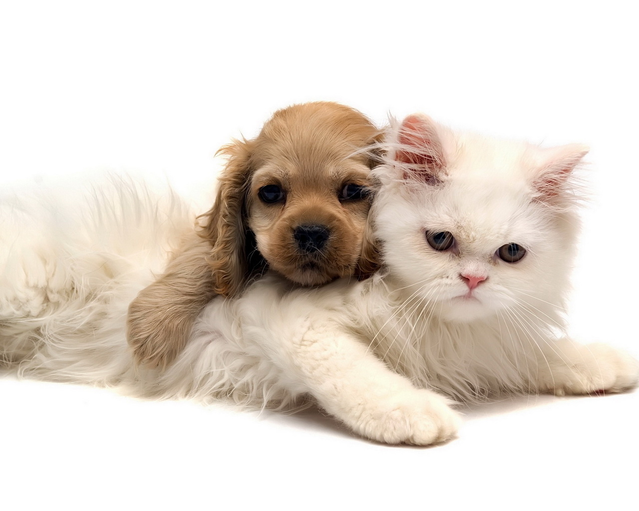 Кошка и щенок