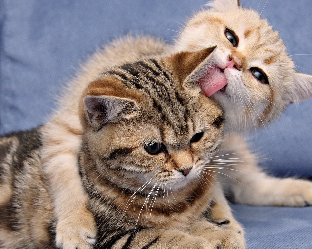 Кошка и котенок