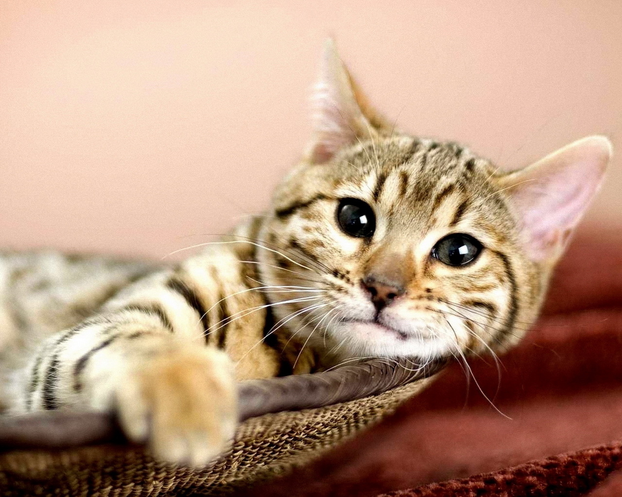 Кошка в корзине