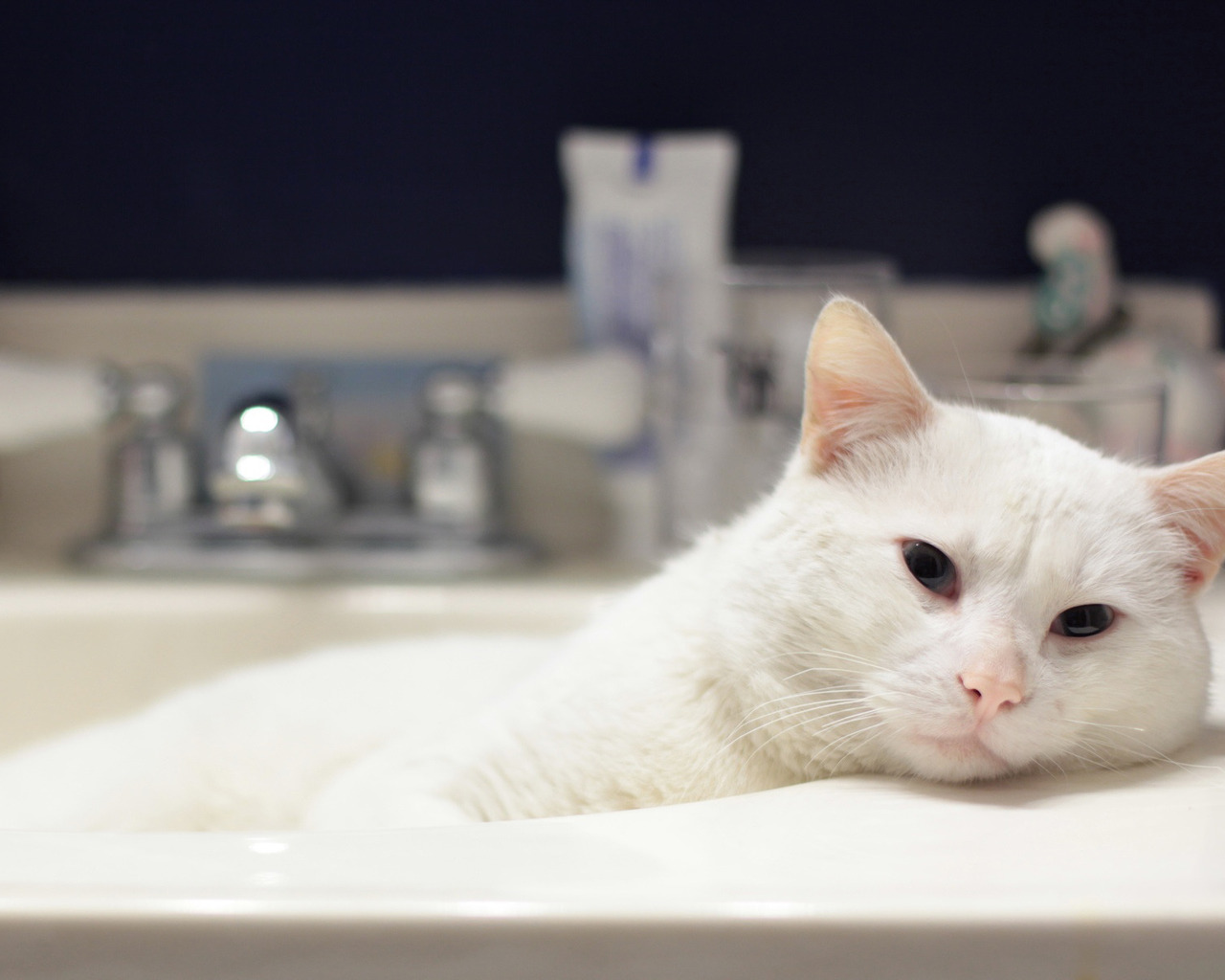 Кот в ванной