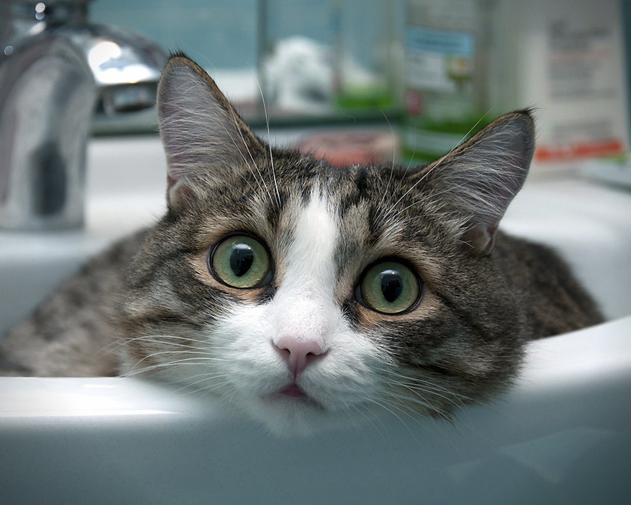 Кот в умывальнике