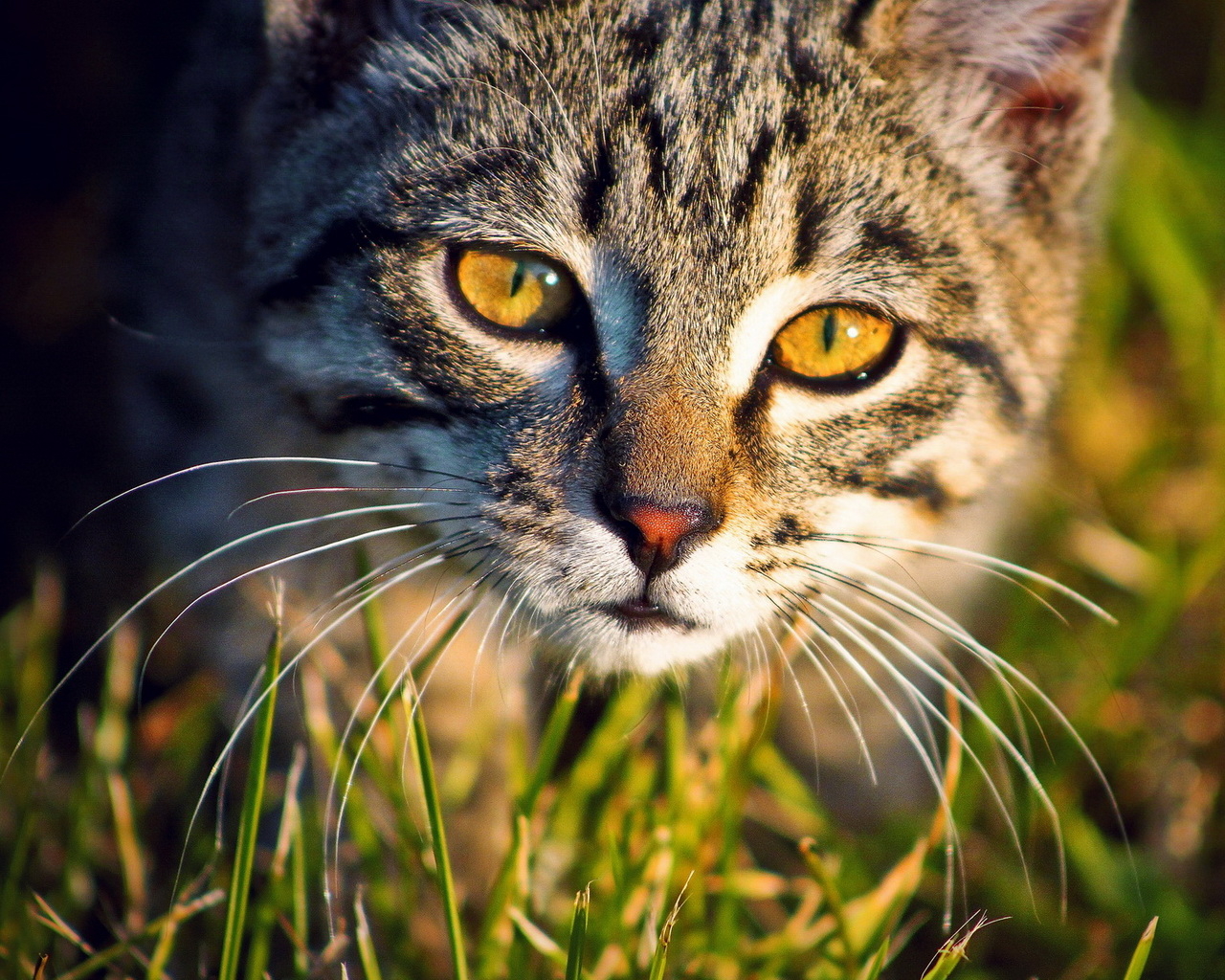 Кошка в траве