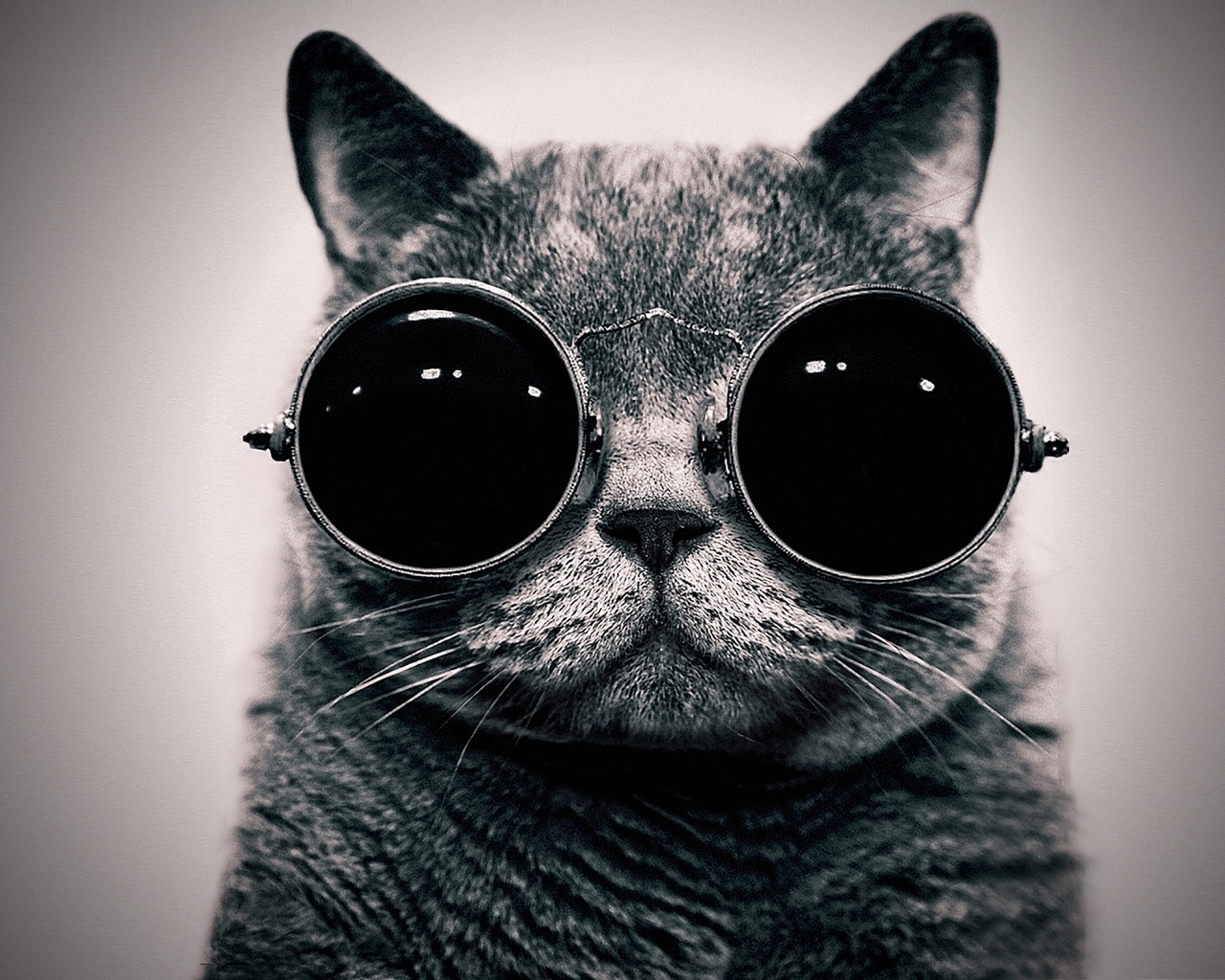 Кот в очках