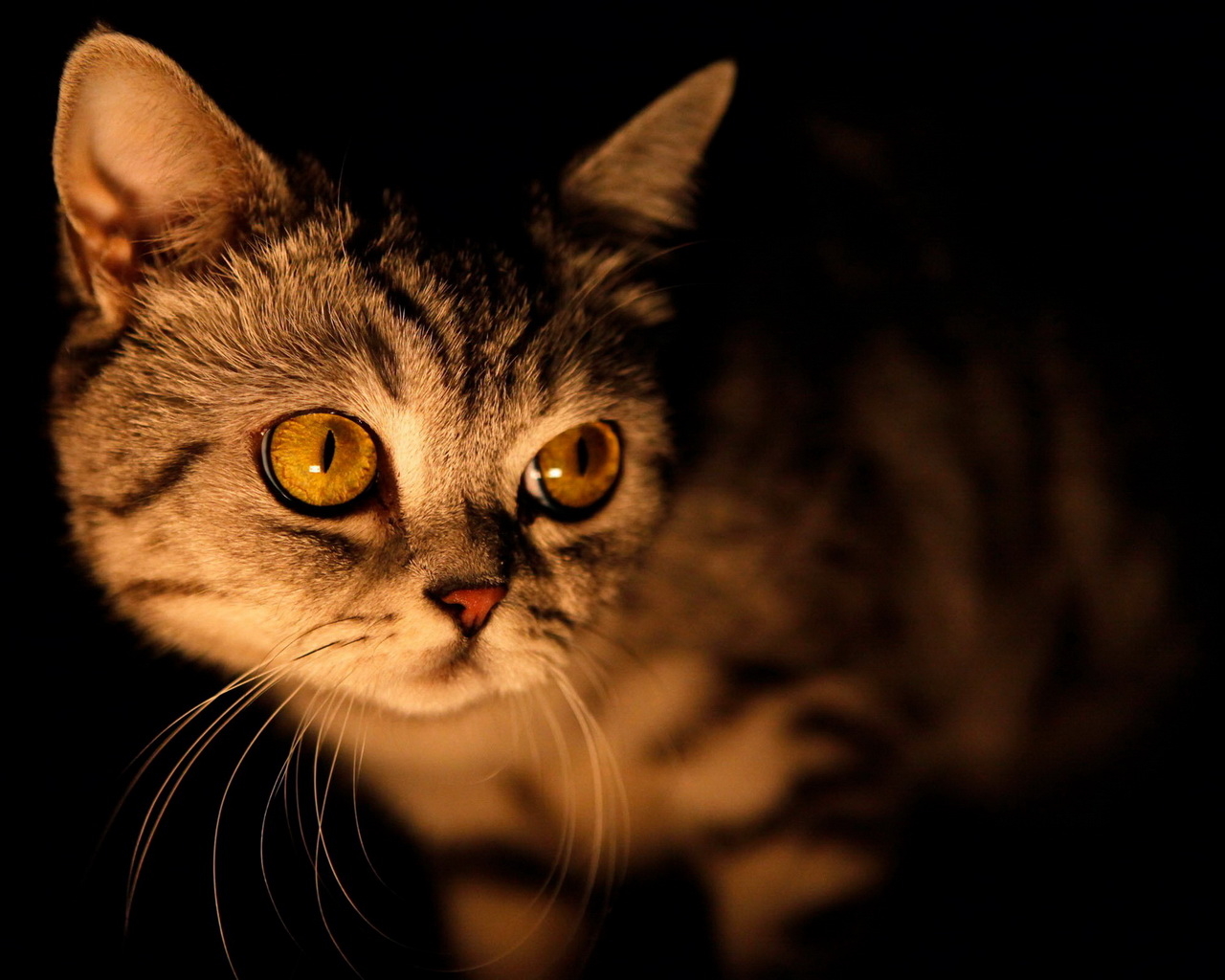 Кошка в ночи