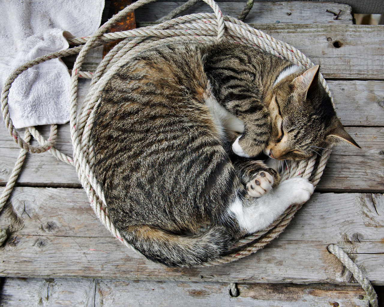 Кошка на веревке