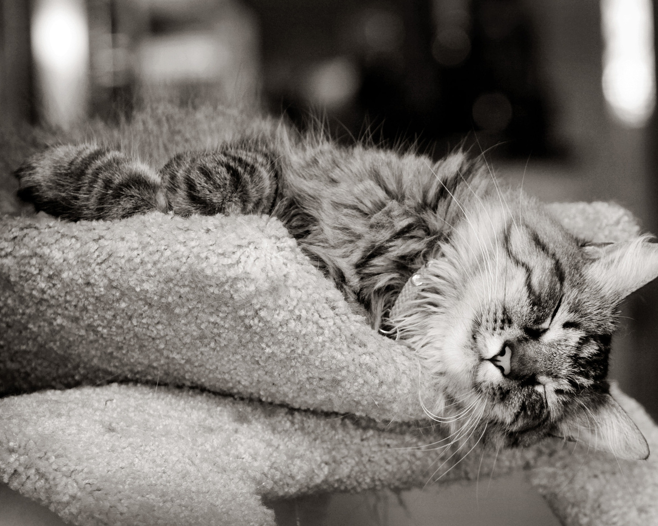 Кошка на шерстяной подушке