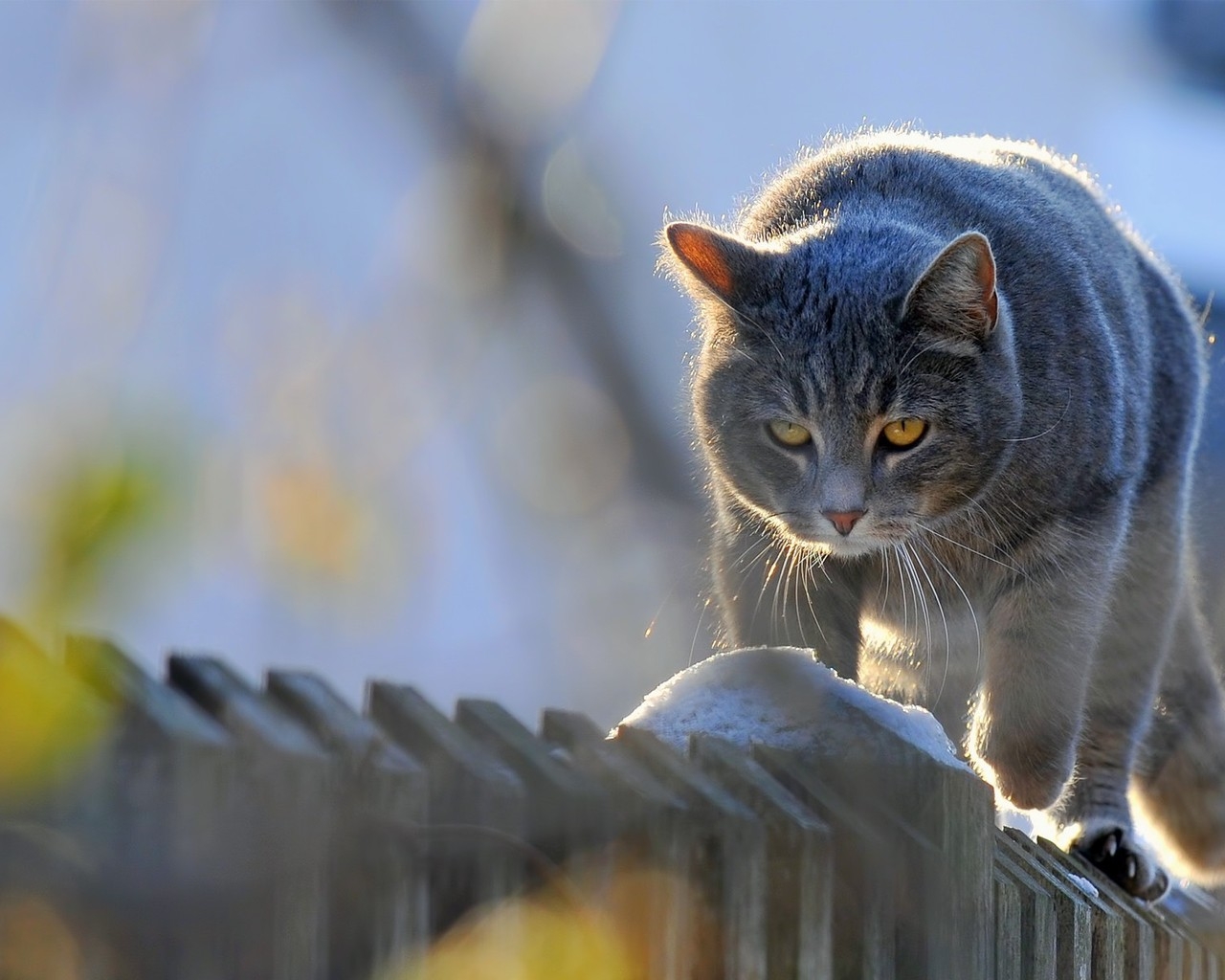 Кот на заборе