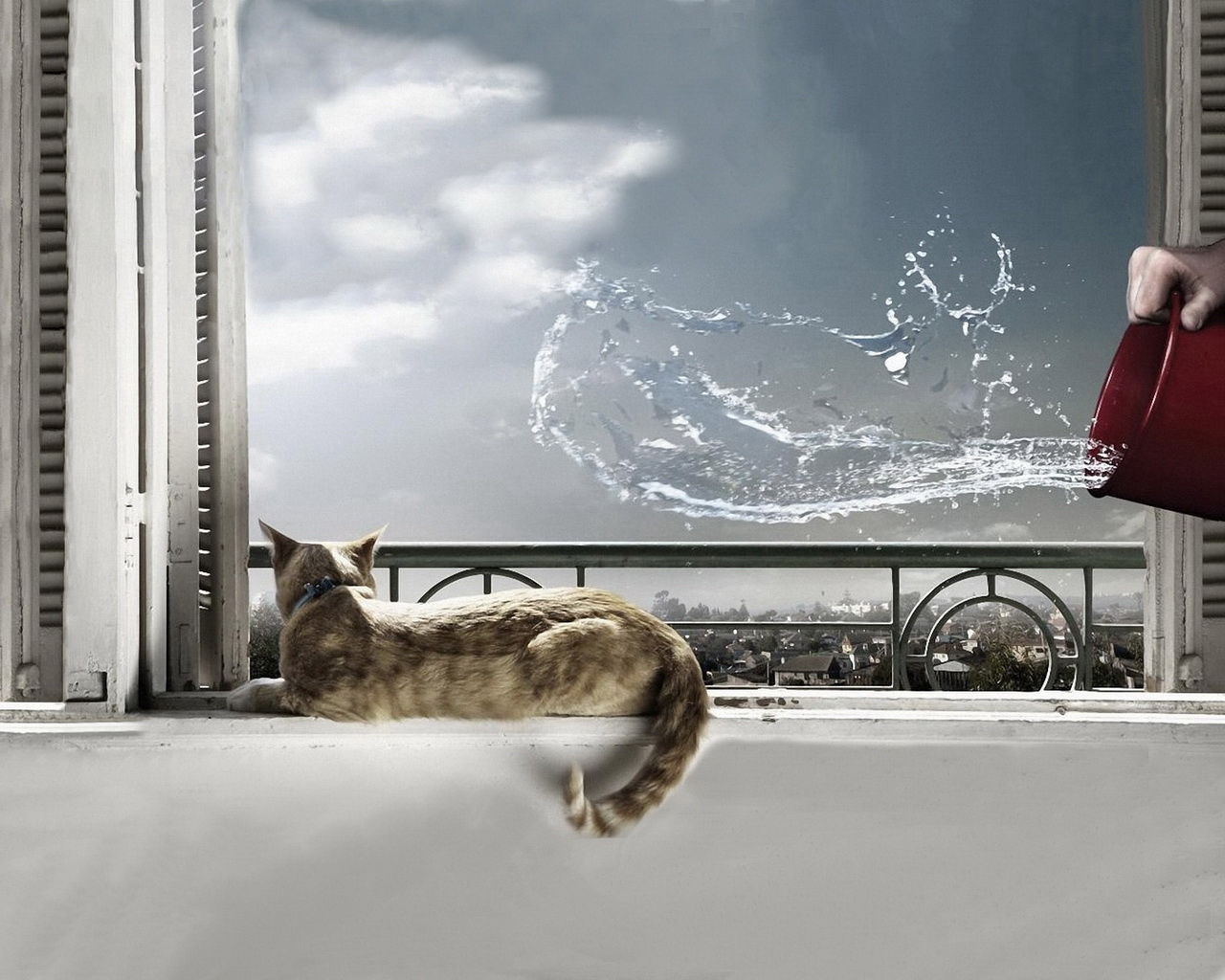 Кот на окне