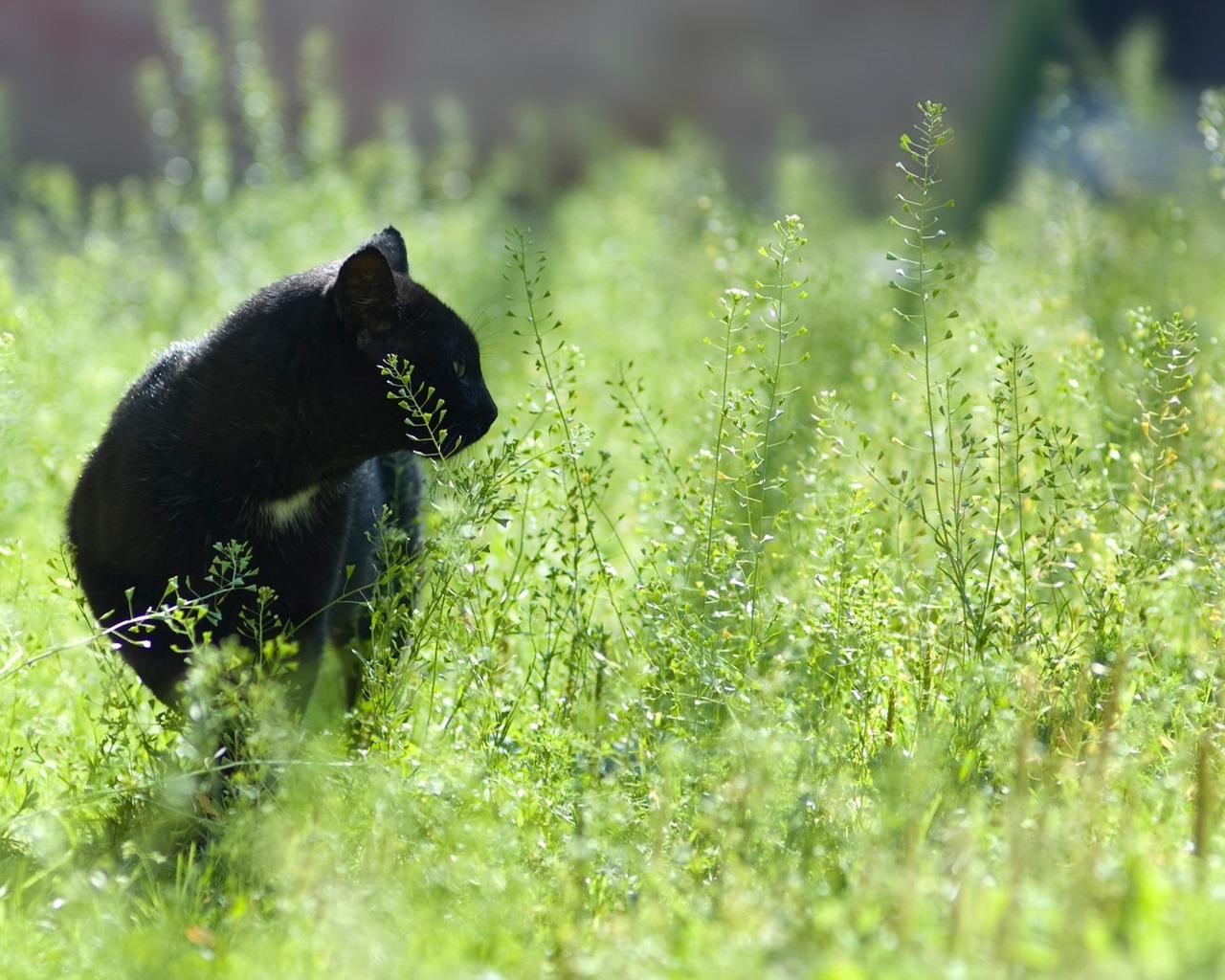 Кот на прогулке