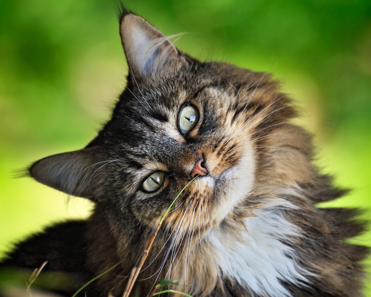 Кошачья мордашка