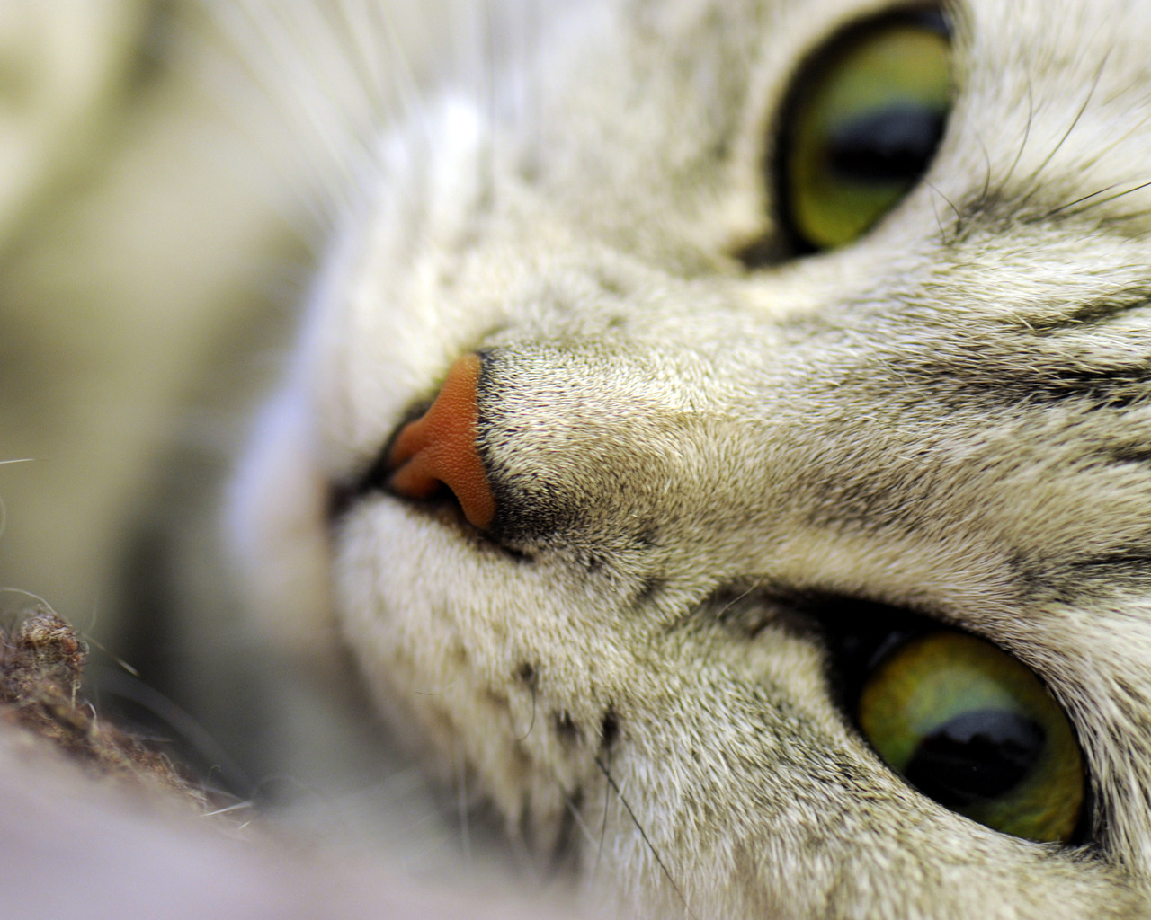 Кошачьи глаза