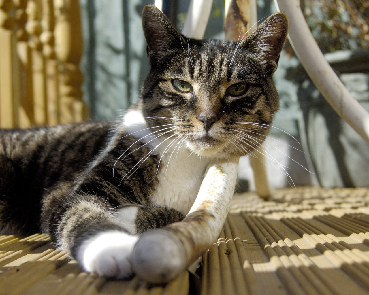 Кошка под столом