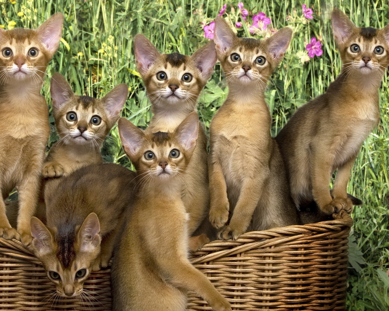 Кошки в корзинке