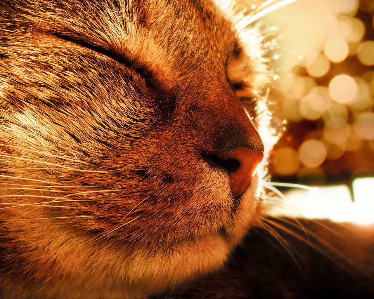 Довольная кошка