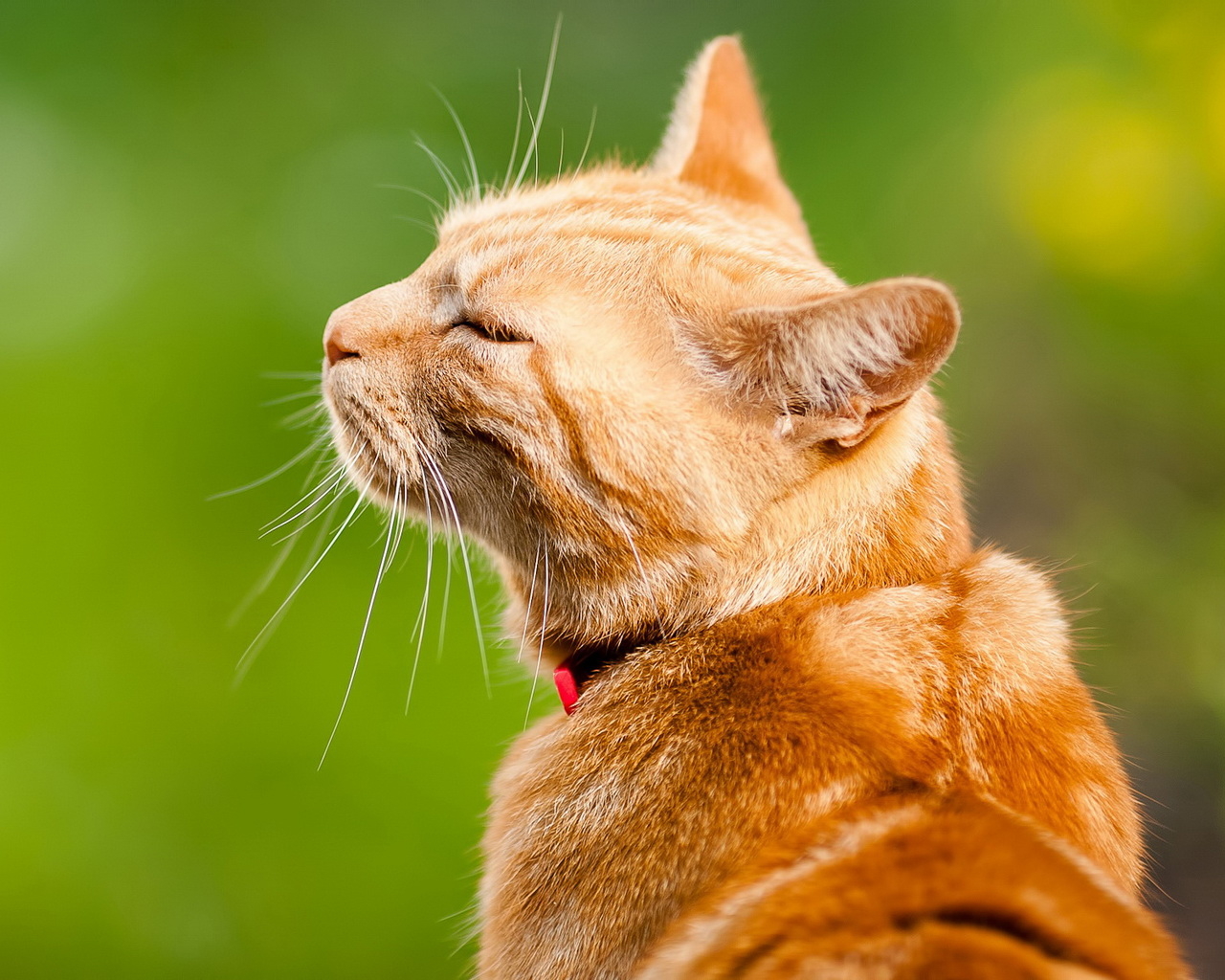 Довольный кот