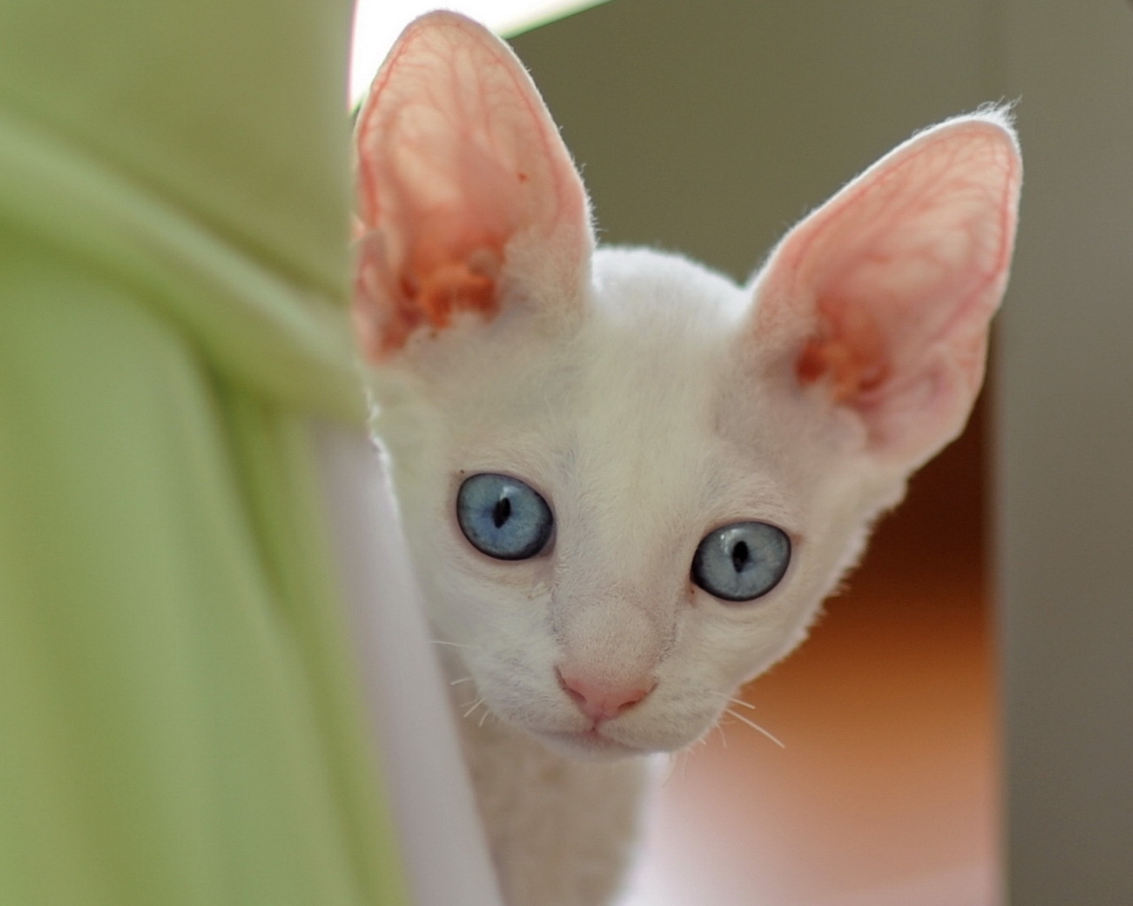 Ушастый котенок