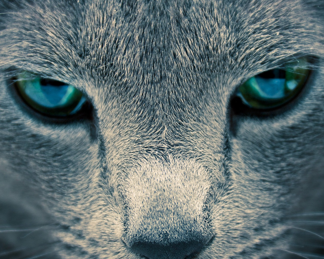 Глаза кошки