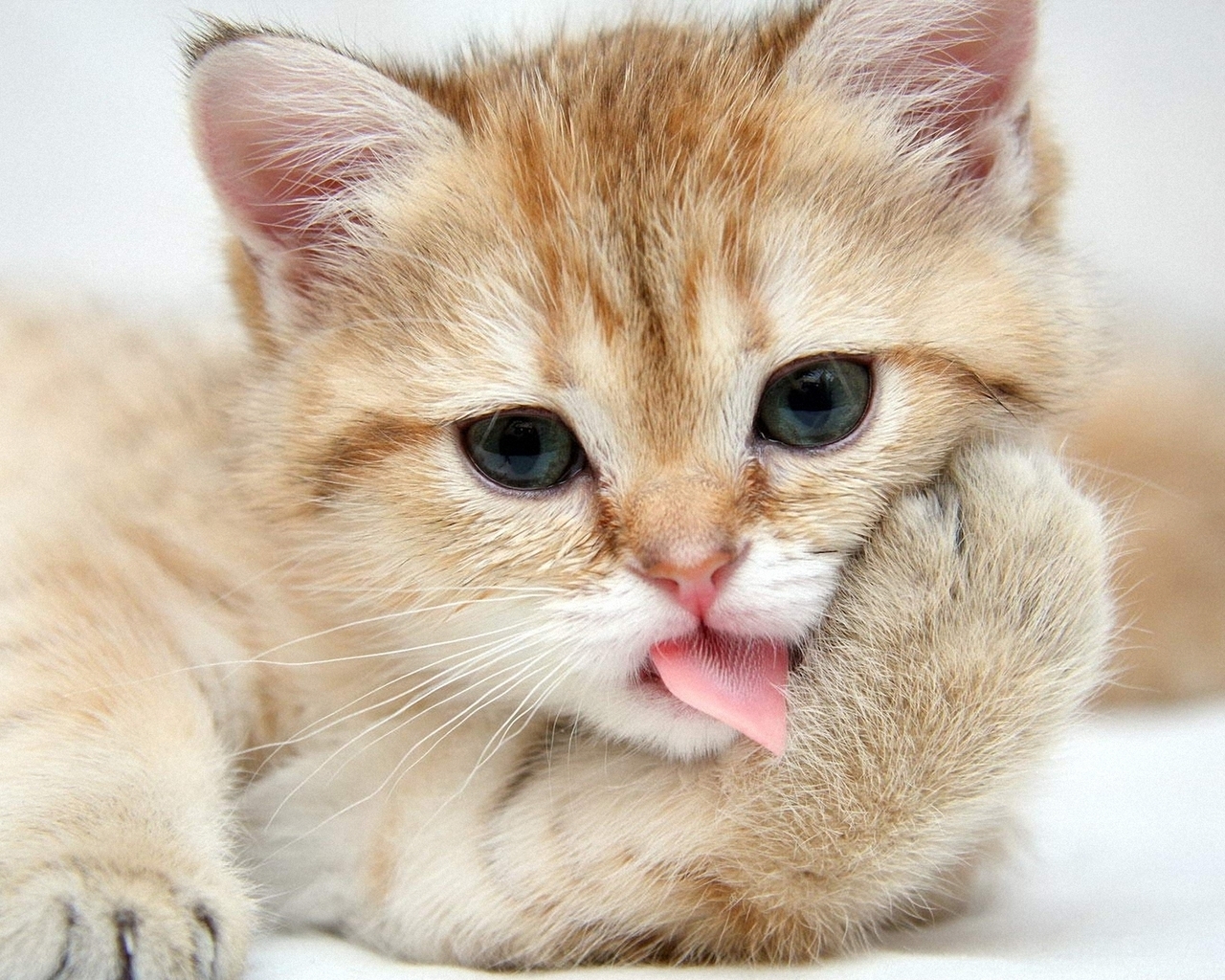 Рыжий котенок