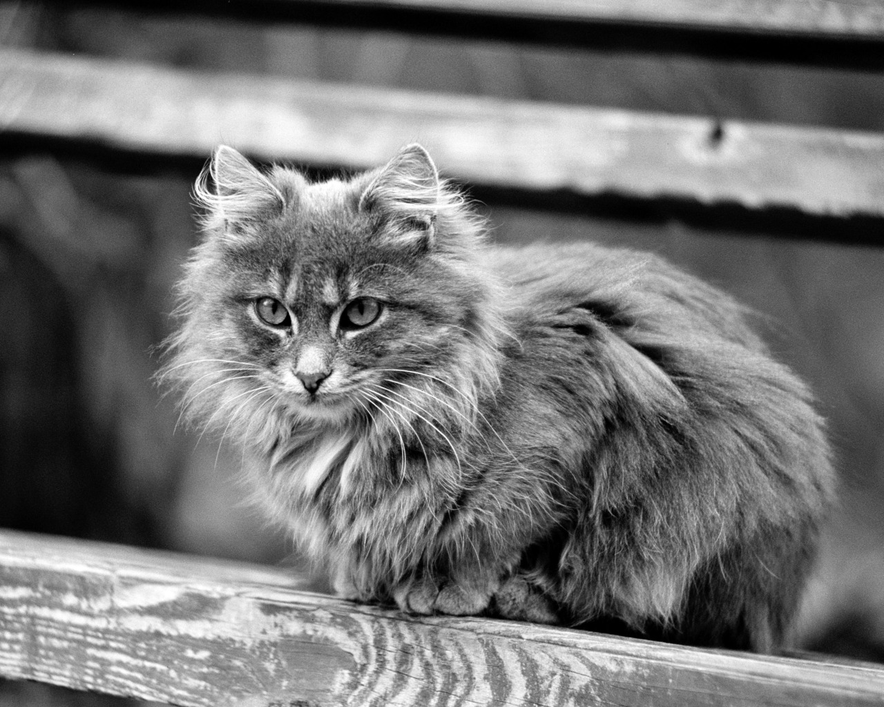 Серая кошечка