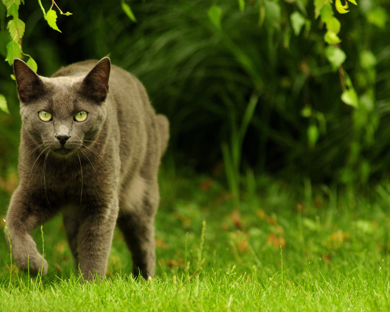 Зеленоглазый охотник