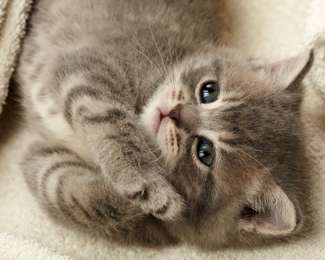 Серый котенок