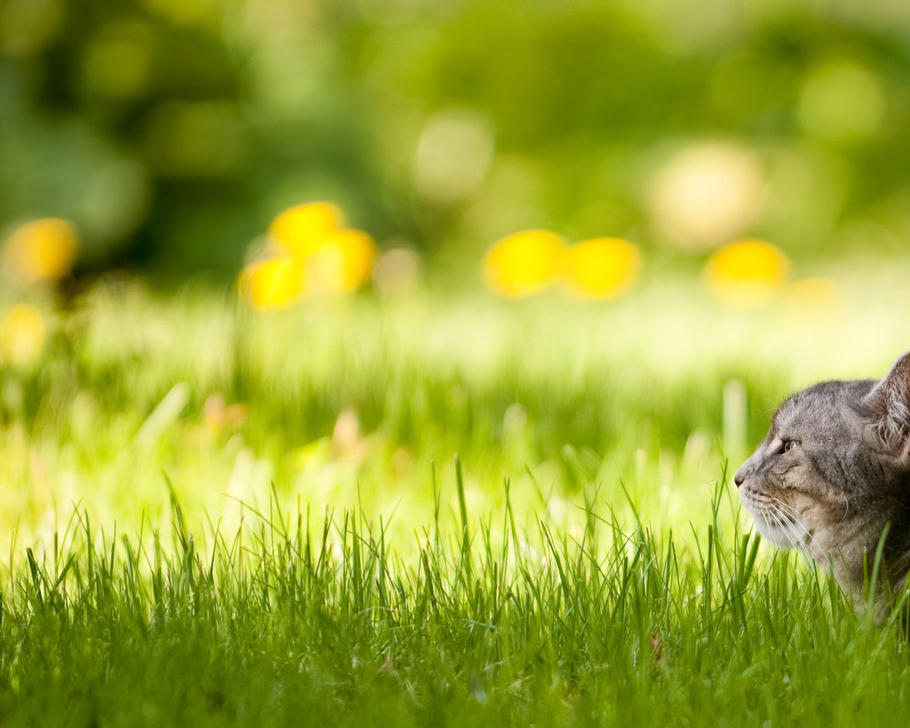 Спрятался в траве