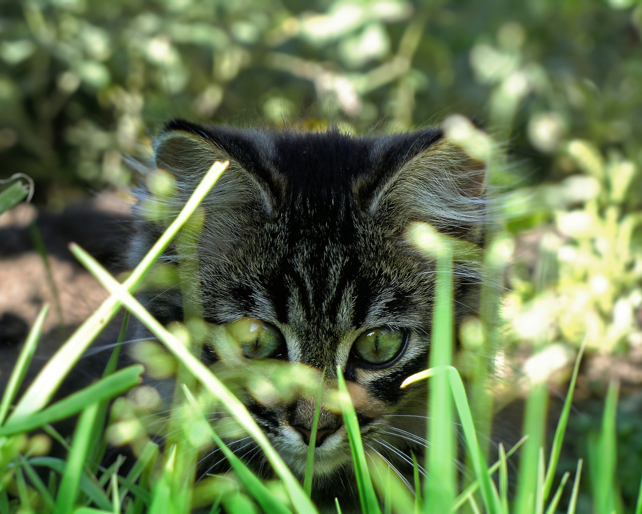 Вот это трава!