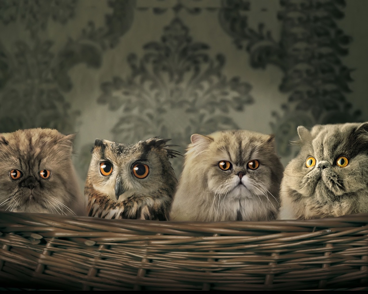 Я люблю своих братьев