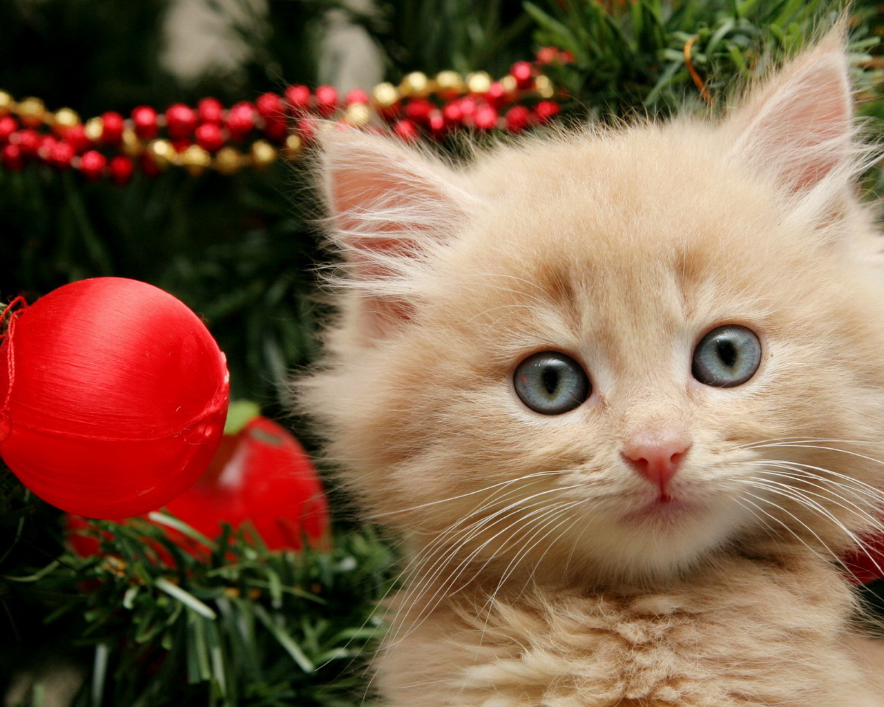 Котенок и елка